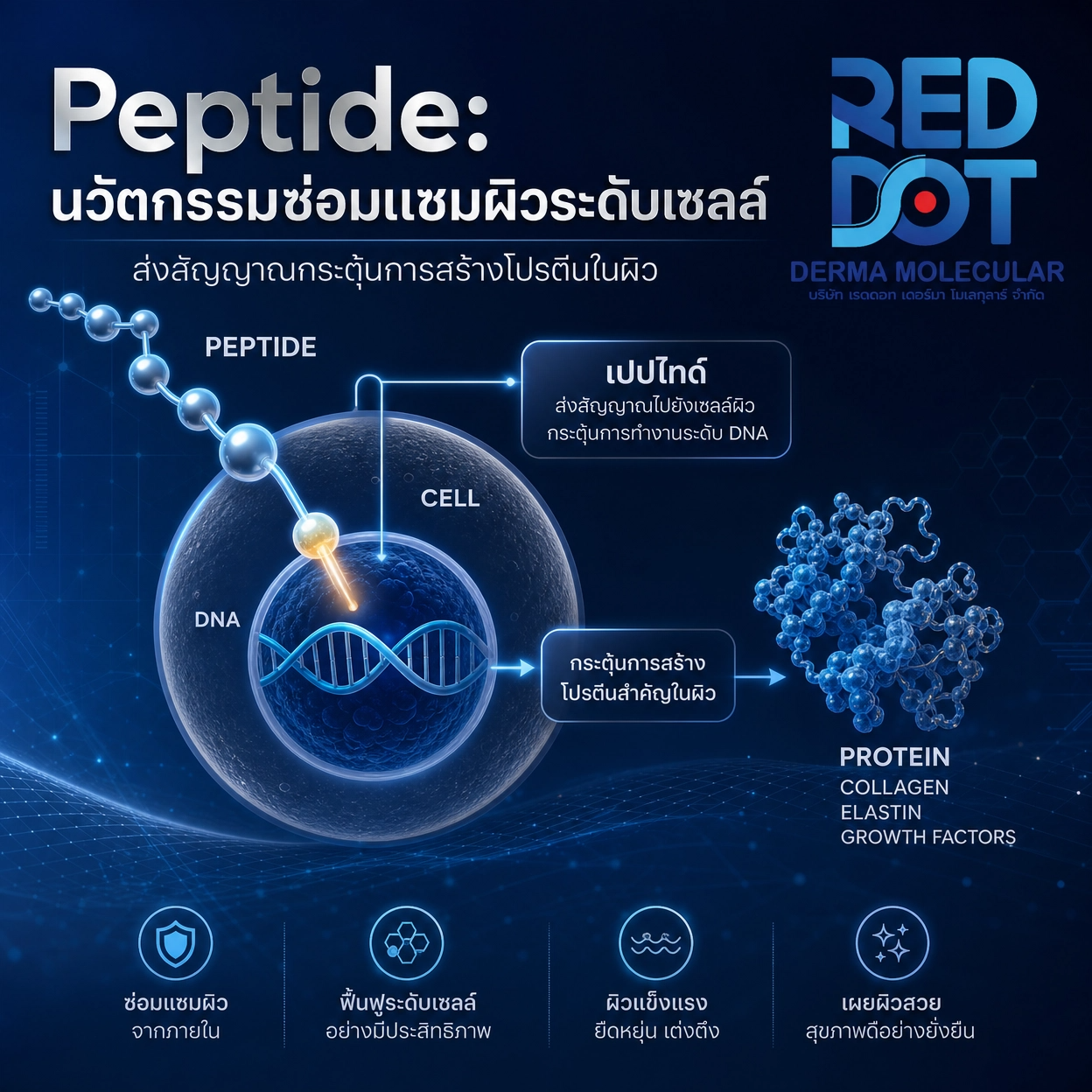 Peptide เปปไทด์ สารสกัด สกินแคร์ OEM Reddot